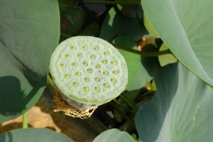 Top 10 Best Lotus365 Review India in 2026: Tested & Ranked